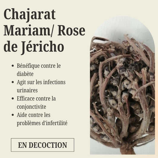 Sachet de Le Chajarat Mariam / Rose de Jéricho