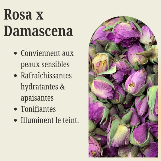 Sachet de Rosa x Damascena