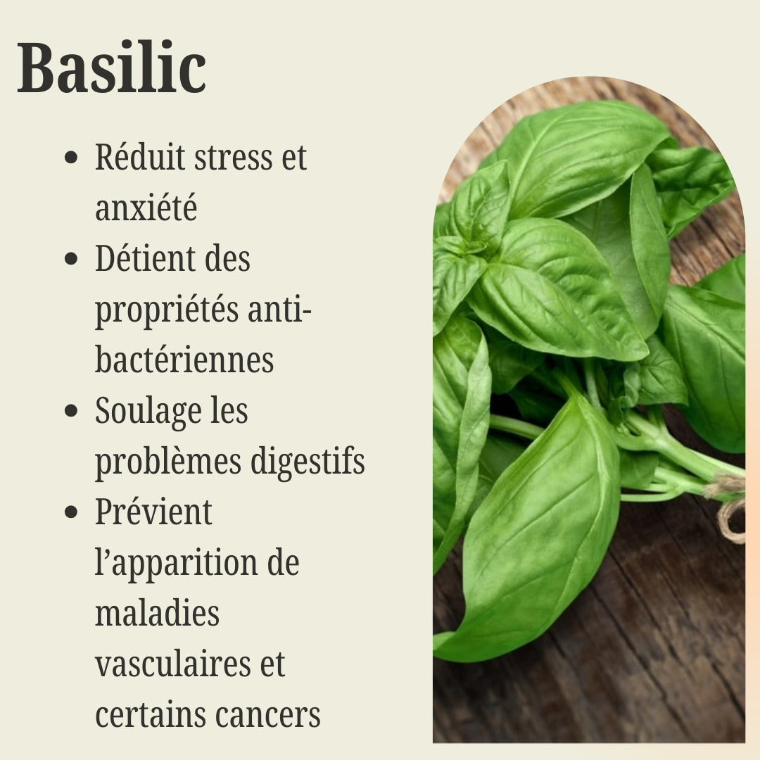 Sachet de Feuille de Basilic